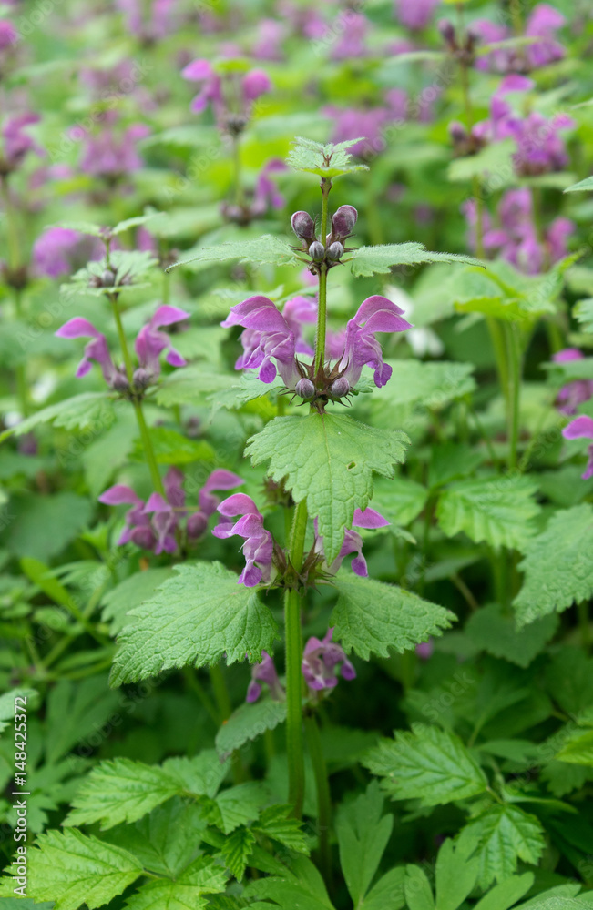 red archangel / Red-flowering dead nettle red archangel / Red-flowering dead nettle