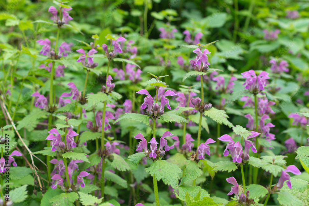 red archangel / Red-flowering dead nettle red archangel / Red-flowering dead nettle