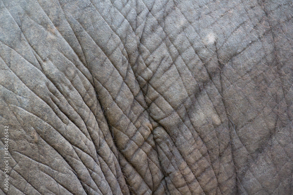 elephant skin background and texture elephant skin background and texture