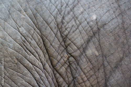 elephant skin background and texture
