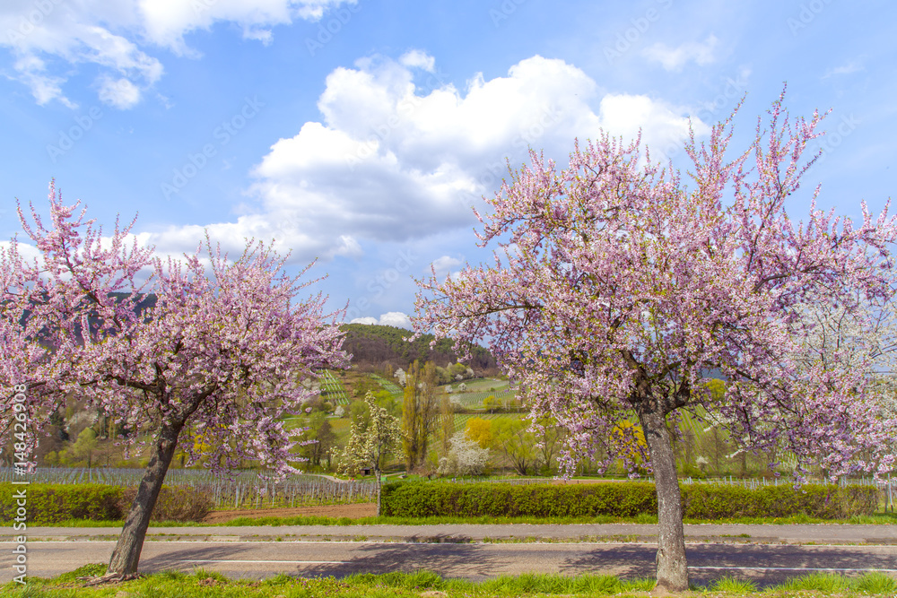 Rosa Mandelblüte Frühling Landschaft in der Pfalz an der Deutschen Weinstraße