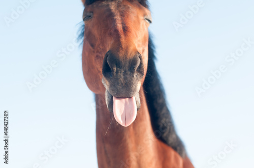 Funny closeup portrait of horse