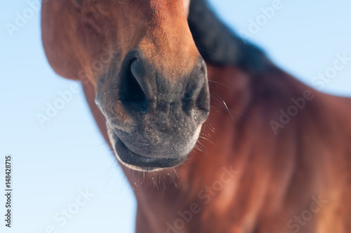 Funny closeup portrait of horse