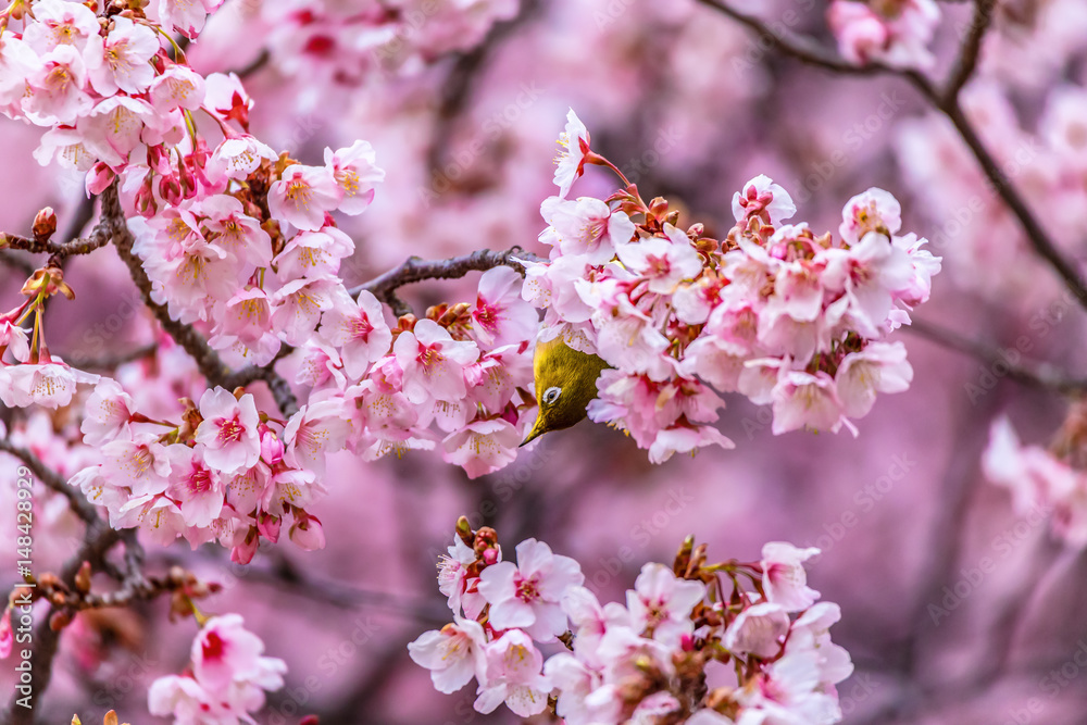 The Japanese White-eye and cherry blossoms. Located in Tokyo Prefecture Japan. The Japanese White-eye and cherry blossoms. Located in Tokyo Prefecture Japan.