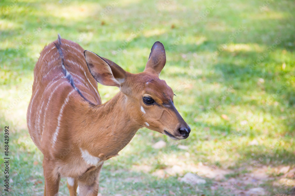 deer in green grass background deer in green grass background