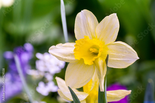 Fototapeta Naklejka Na Ścianę i Meble -  White daffodil against the background of other bright colors in the field