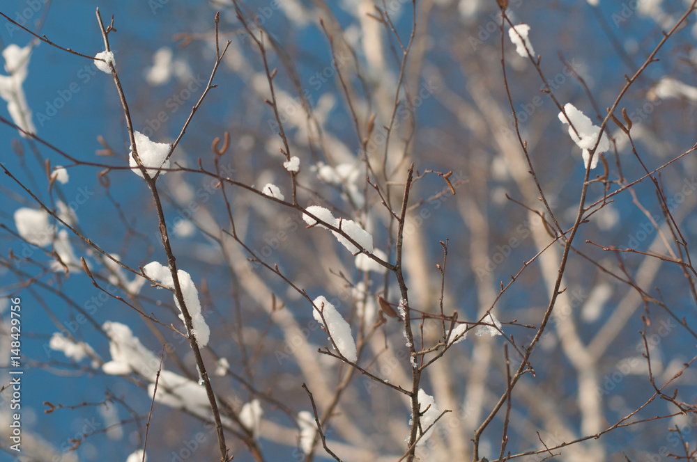 Branch with snow at winter Branch with snow at winter