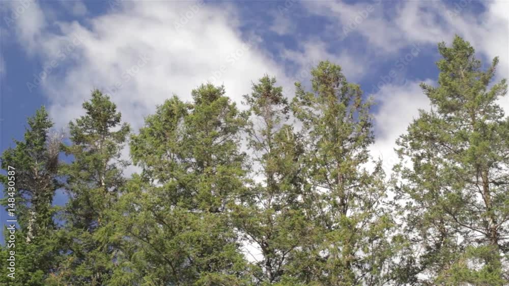 Evergreen trees on a windy day