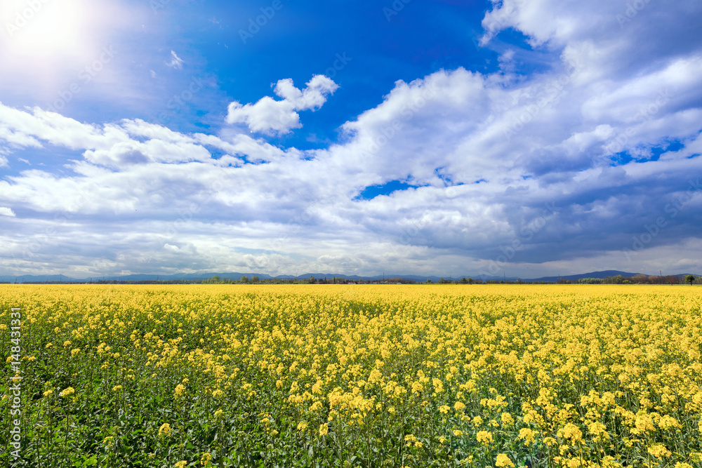 Rapsfeld unter blauem Himmel mit Wolken