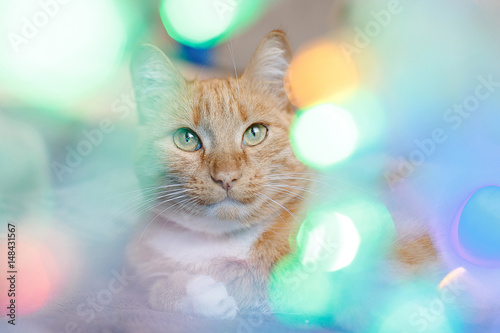 ginger cat with garland, bokeh