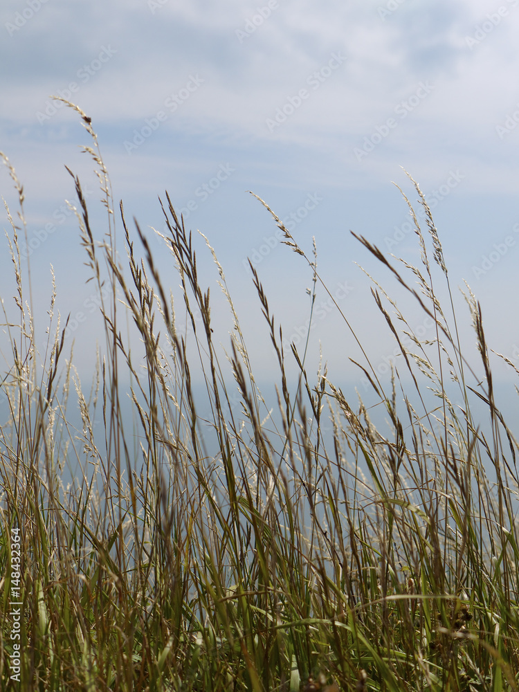 Tall Wild Grass