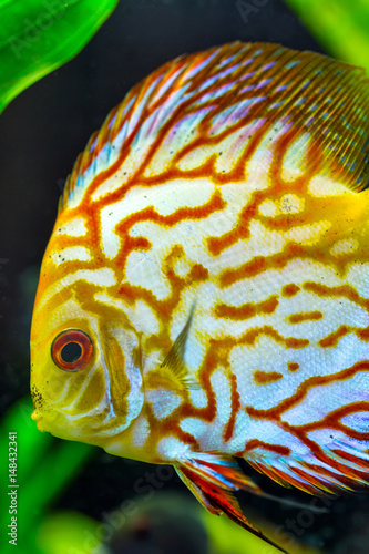 Yellow Gold discus fish