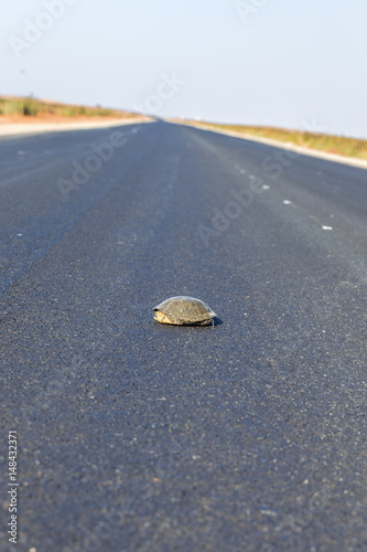 Turtle crossing the road photo