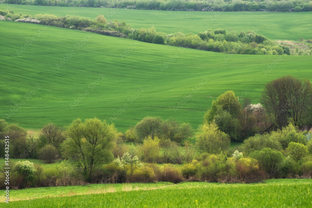 Obraz premium Field on the hills. Beautiful natural landscape in the summer time