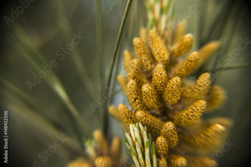 Close up shot of a very young pine cone.