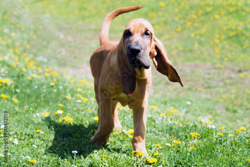 Young bloodhound on a meadow