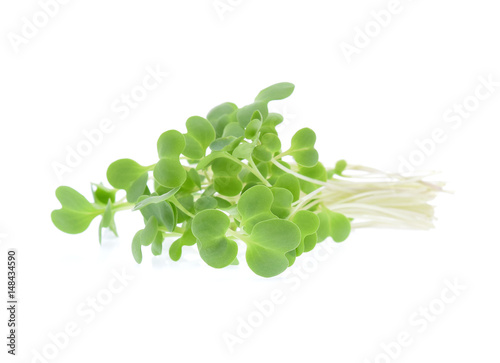 Growing microgreens isolated on white background
