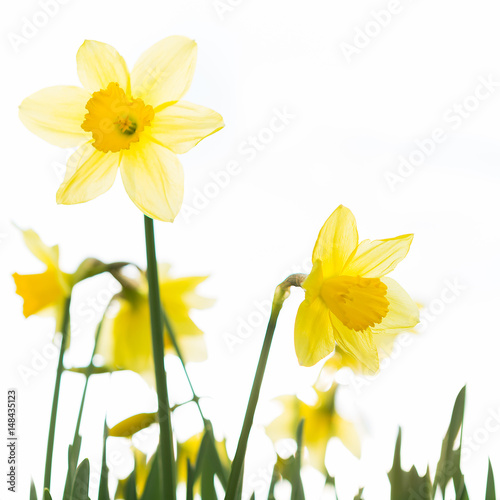 Daffodils in the evening sun