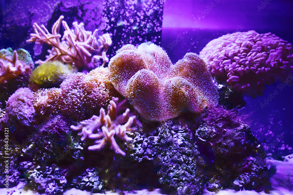 Fototapeta premium coral reef underwater