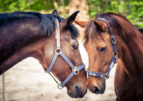 2 Horses © Daniel Kuhl