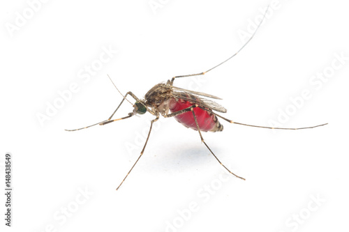 Dangerous Zica virus aedes aegypti mosquito on human skin , Dengue, Chikungunya, Mosquito sucking blood human