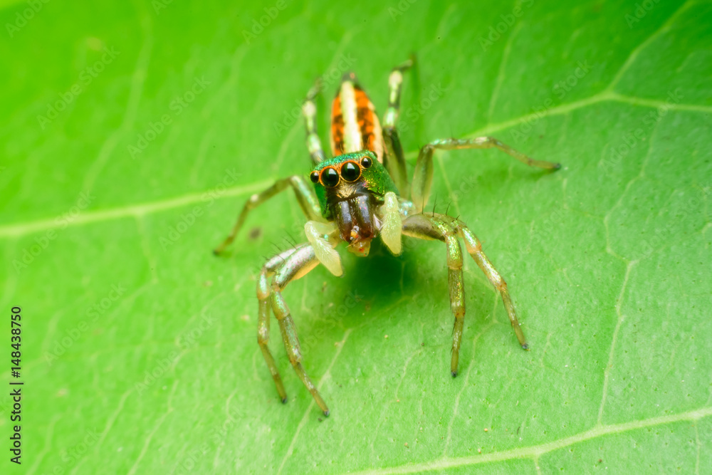 Fototapeta premium Jumping spider on leaf green background