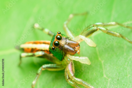 Jumping spider on leaf green background