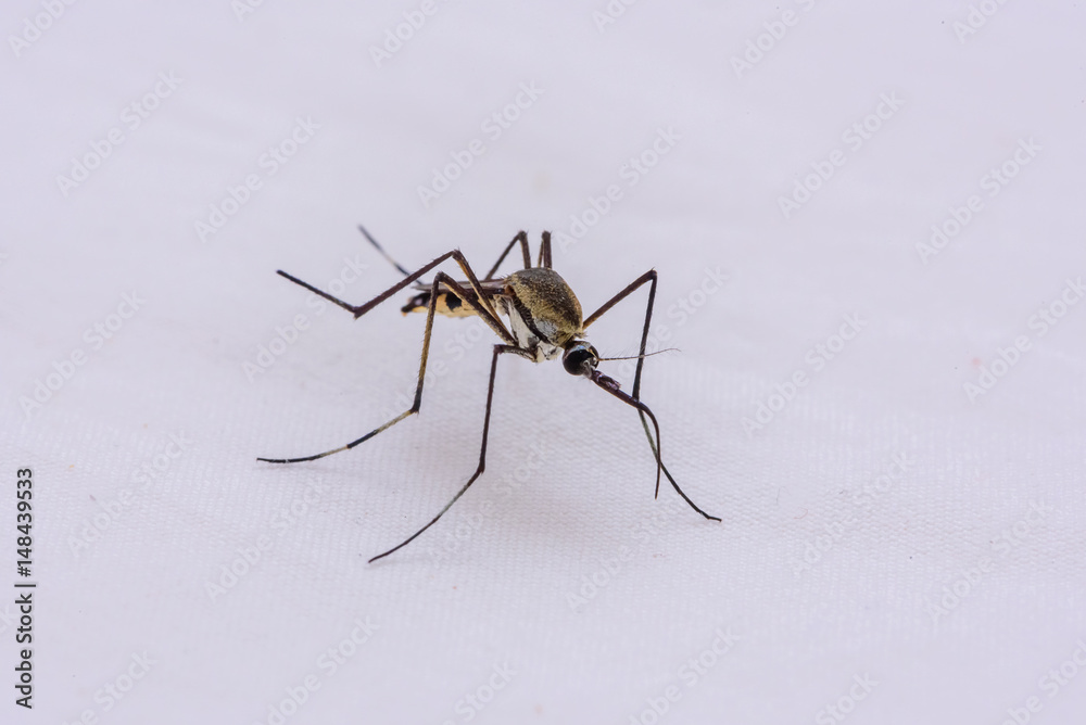 mosquitoes mosquitoes