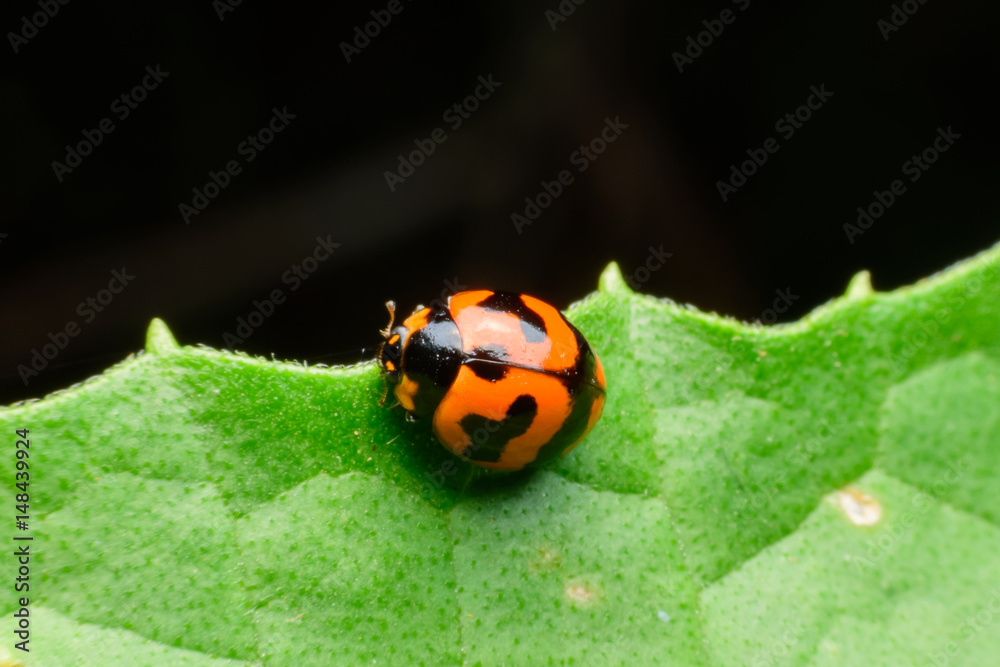 Fototapeta premium Ladybug on leaf in garden nature