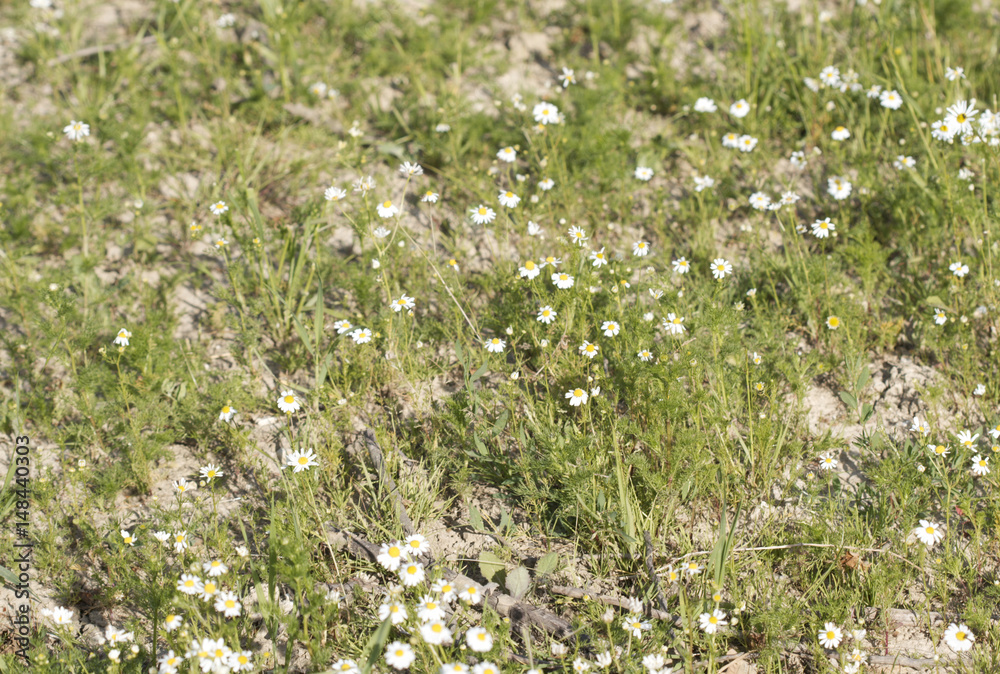Grass and daisies Grass and daisies