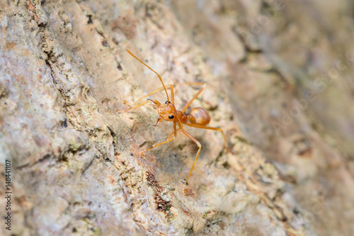 Small red ant on tree © ashophoto