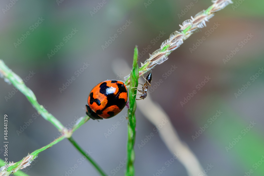 Fototapeta premium Ladybug on flower