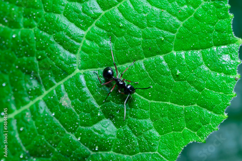 black ant on leaf