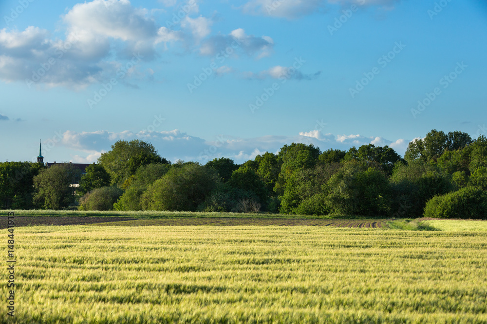 Springtime Wheat field 