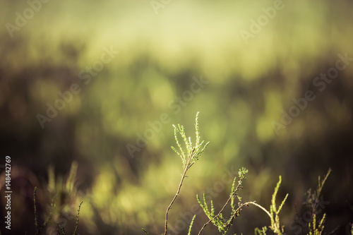 Heather vegetation
