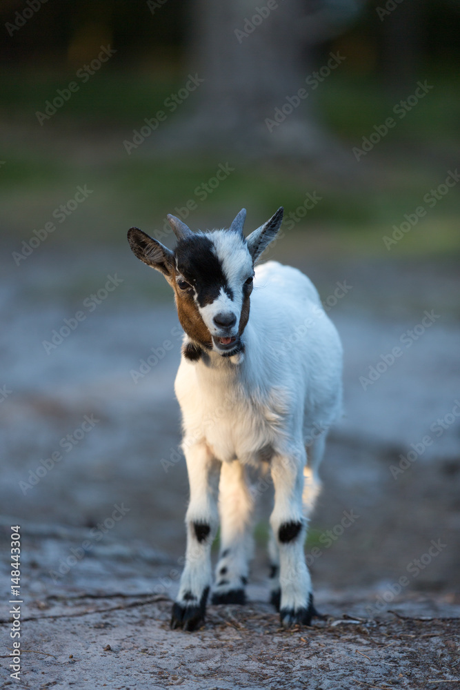Cute baby goat