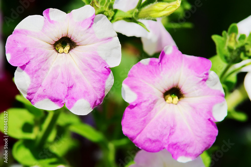 Petunia flowers in springtime. Violet petunia blooming on flowerbed in the spring garden in sunlight. Selective focus.