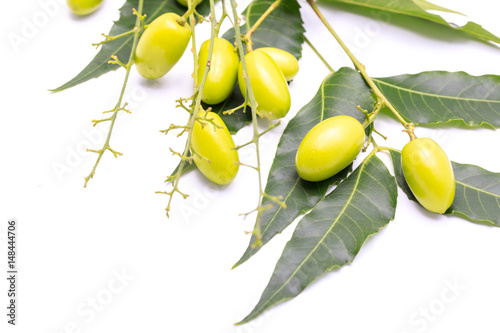 Medicinal neem fruits with twigs over white background