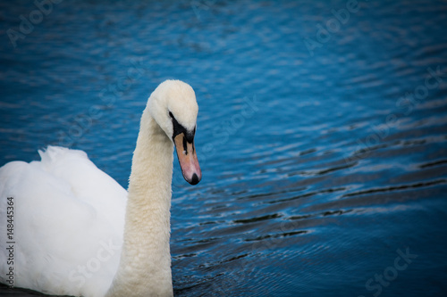 Swan on the blue water