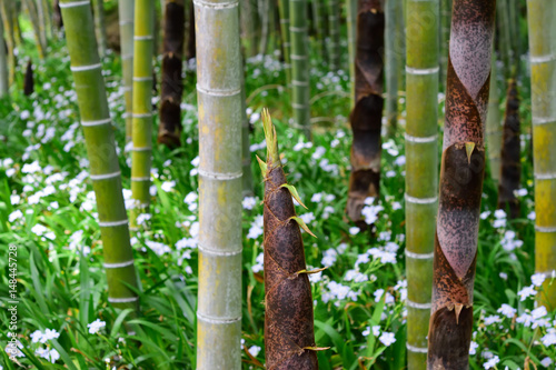 竹林のタケノコ 日本