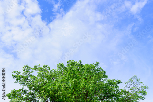 Beautiful tree on blue sky background Tree top