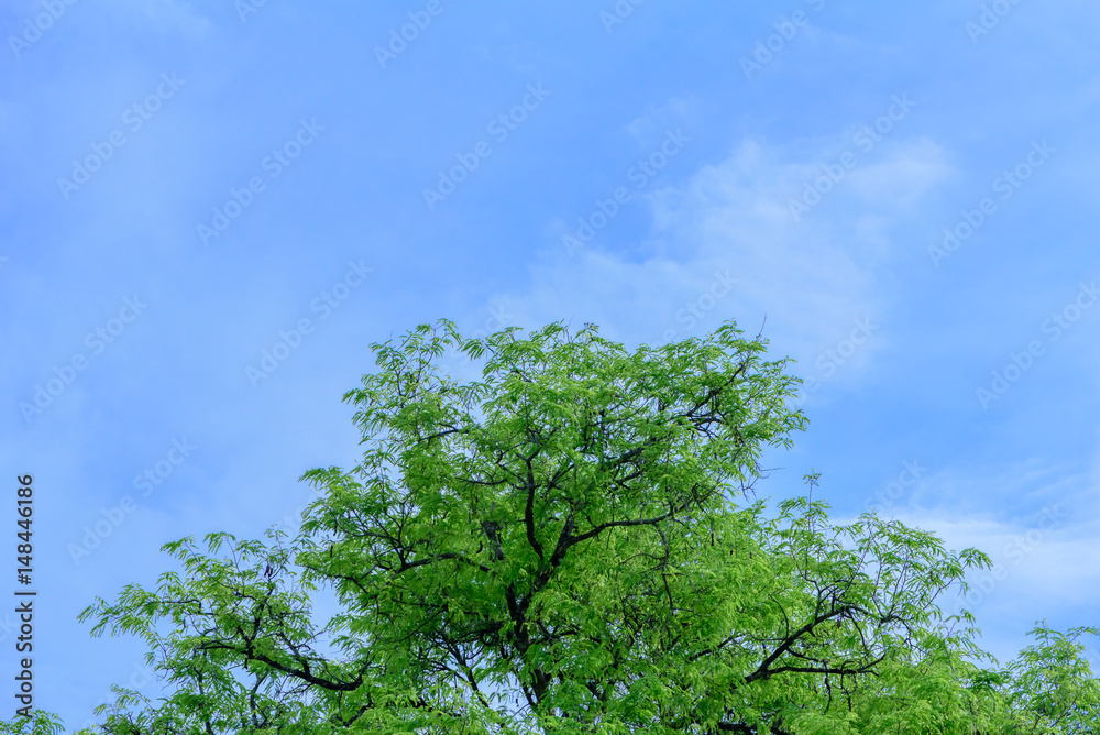 Beautiful tree on blue sky background,Tree top Beautiful tree on blue sky background,Tree top