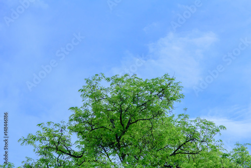 Beautiful tree on blue sky background Tree top