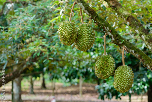 Durian tree, Fresh durian fruit on tree  Durians are the king of fruits