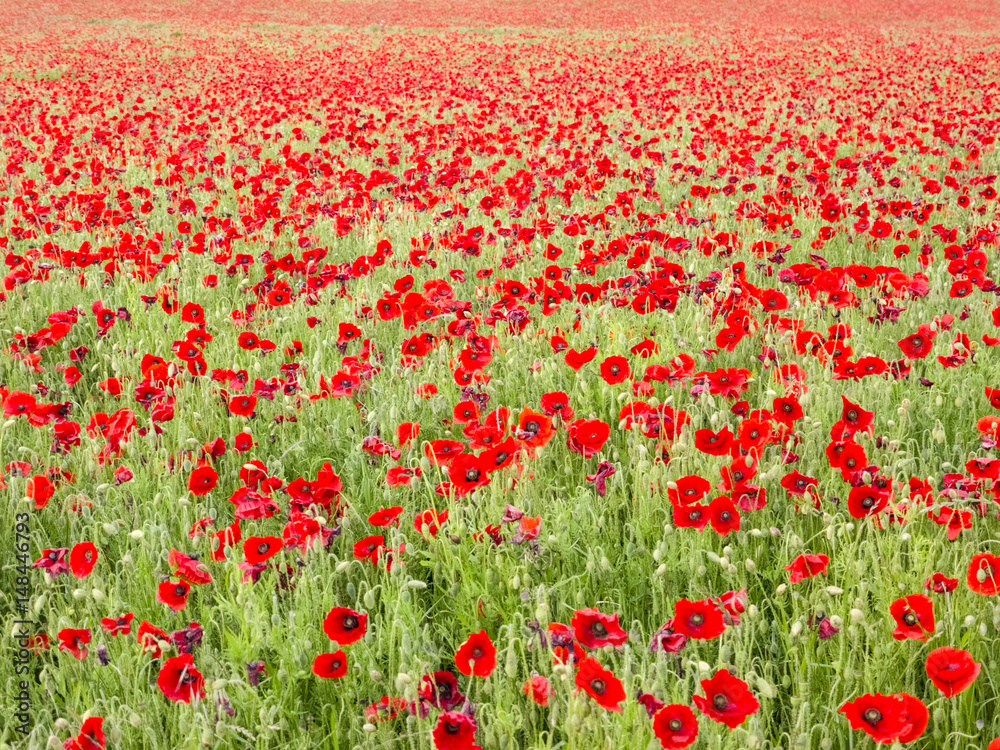 Poppies in a field in England.
