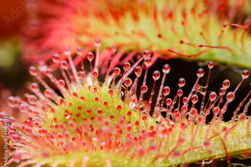Drosera