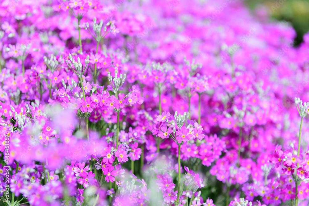 Obraz premium Beautiful purple flowers in nature garden in Doi Inthanon Chiang mai Thailand