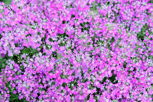 Beautiful purple flowers in nature garden in Doi Inthanon Chiang mai Thailand