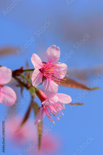Beautiful  sakura flowers in nature garden in Doi Inthanon Chiang mai Thailand