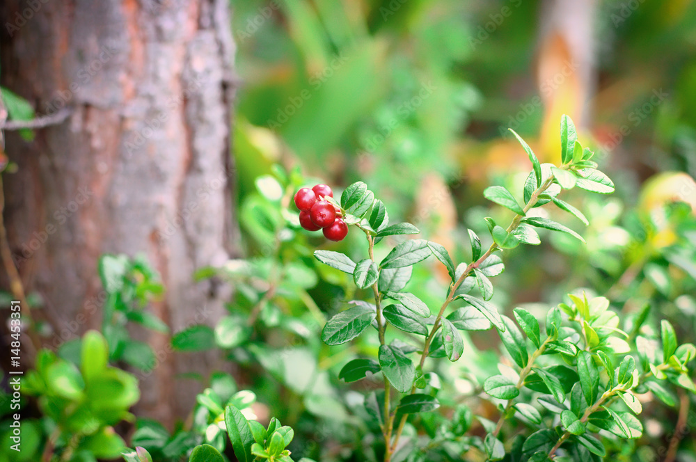 Summer forest wild berries on green vegetative background in wood. Lingonberry